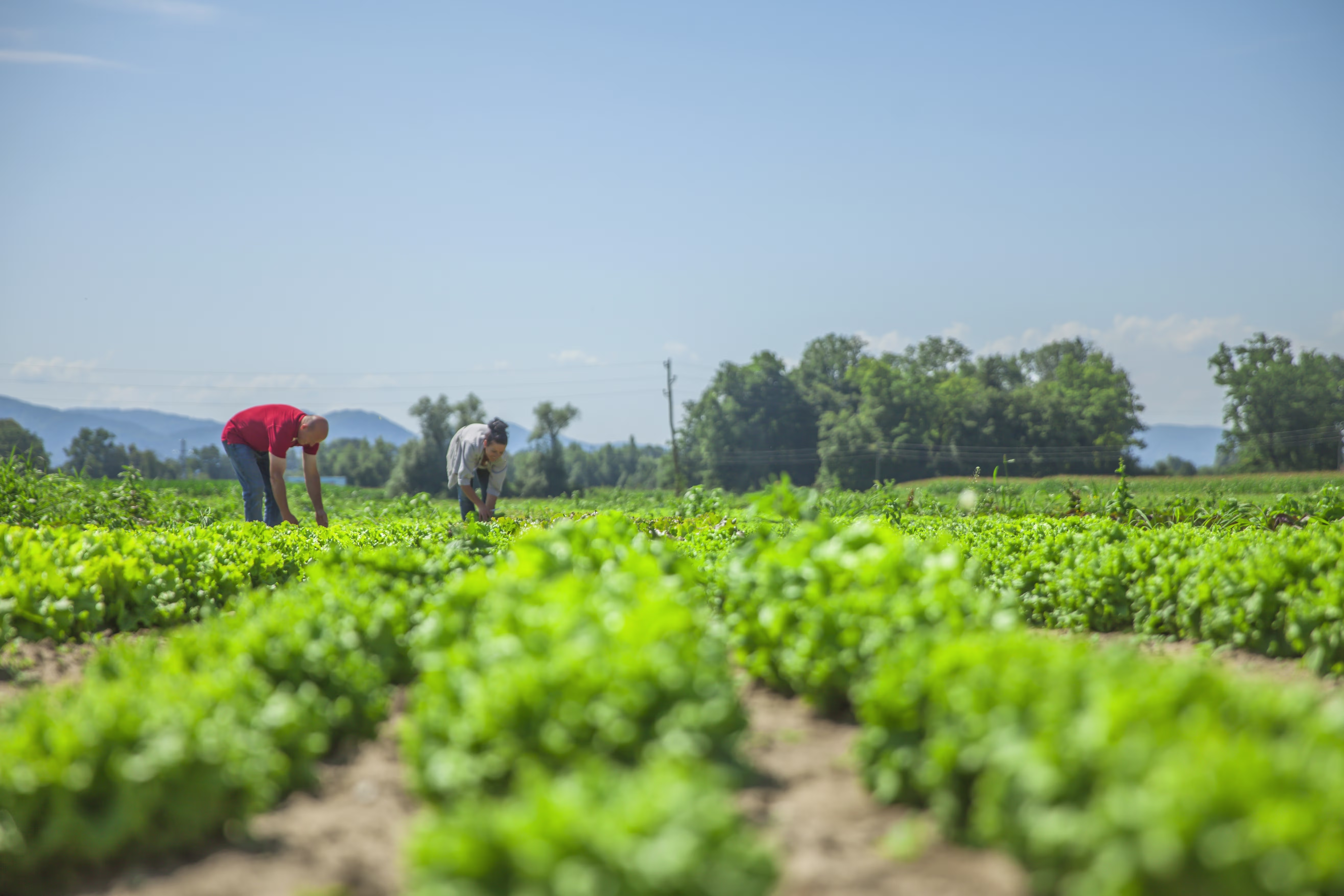 Agricultural Security Solutions